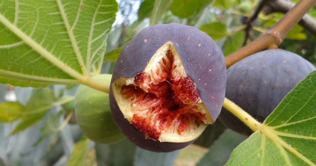 Ten Reasons To Eat Figs