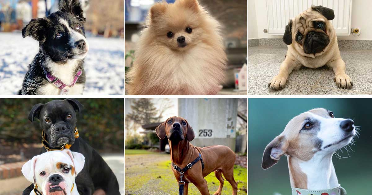 This Breed of Dog Best Suits Your Zodiac Sign