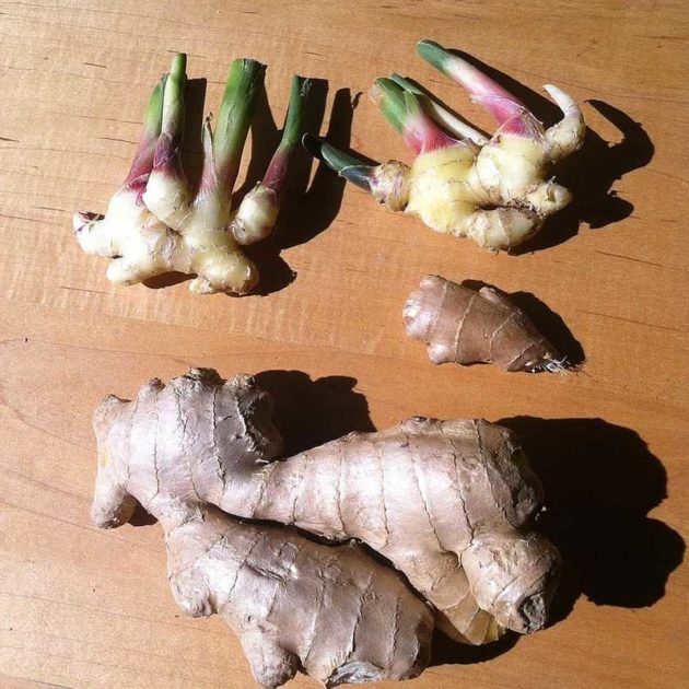 Storing Ginger 7 tricks to Preserve the Tuber